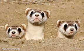 three weasels